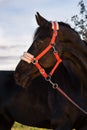 art portrait of beautiful black horse in nice coral halter posing at evening. close up Royalty Free Stock Photo