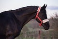 art portrait of beautiful black horse posing at evening. close up Royalty Free Stock Photo