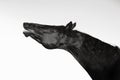 Art portrait of beautiful black horse sniffling against white  background Royalty Free Stock Photo