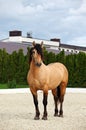 Art portrait of beautiful breed sportive horse