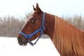 Art portrait of beautiful breed sportive horse