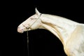 Art portrait of beautiful creamello purebred akhalteke young stallion against black background