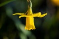 An art portrait of a yellow daffodil spring flower hanging down like a lantern with a dark background. Sunlight is lighting the Royalty Free Stock Photo