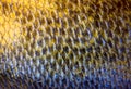 Art Real zander Fish Scales Royalty Free Stock Photo