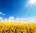 Art ripening ears of yellow wheat field