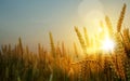 Art ripening ears of yellow wheat field