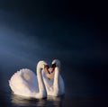 Art Romantic swan couple Royalty Free Stock Photo