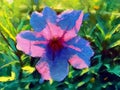 Ruellia tuberosa flower background