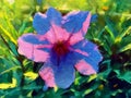 Ruellia tuberosa flower background Royalty Free Stock Photo