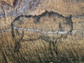 Art in sandstone cave. Black carbon paint of bison