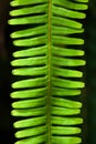 Art shape of green fern leaf isolated on black background Royalty Free Stock Photo