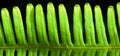 Green fern leaf isolated on black background Royalty Free Stock Photo