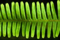 Art shape of green fern leaf isolated on black background Royalty Free Stock Photo