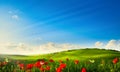 Art spring beautiful landscape panorama with flowering flowers on green field and blue sky Royalty Free Stock Photo
