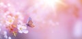 Spring Butterfly and Pink Cherry Blossoms Blossom in Spring, Easter Time on Natural Sunny Blurred Garden Banner Background Royalty Free Stock Photo
