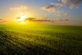 Art spring field, sunrise and blue sky