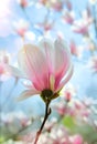 Art Spring floral background; beautiful Pink Blossoms tree and morning sky Royalty Free Stock Photo