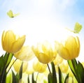 Art spring floral background; fresh yellow tulip flower on blue sky background Royalty Free Stock Photo