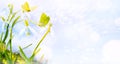 Art Spring floral background. Snowdrops flowers and butterfly