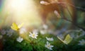 Art Spring Forest Glade With White Spring Flowers And Yellow Butterflies on a Sunny Day. Happy Easter Morning Royalty Free Stock Photo