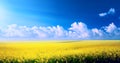 Art spring landscape panorama with yellow flowers on field and blue sky Royalty Free Stock Photo