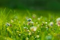 Art Spring Natural Green Background, Clover Flowers with bokeh cirlce