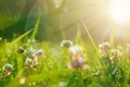 Art Spring Natural Green Background, Clover Flowers with bokeh cirlce and sunlight