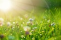 Art Spring Natural Green Background, Clover Flowers with bokeh cirlce and sunlight