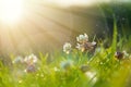 Art Spring Natural Green Background, Clover Flowers with bokeh cirlce and sunlight