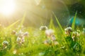 Art Spring Natural Green Background, Clover Flowers with bokeh cirlce and sunlight