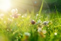 Art Spring Natural Green Background, Clover Flowers with bokeh cirlce and sunlight. Field after rain