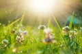 Art Spring Natural Green Background, Clover Flowers with bokeh cirlce and sunlight. Field after rain