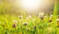 Art Spring Natural Green Background, Clover Flowers after rain Royalty Free Stock Photo