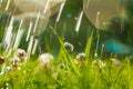 Art Spring Natural Green Background, Clover Flowers and rain drops Royalty Free Stock Photo