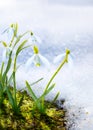 Art Spring snowdrop flowers with snow in the forest Royalty Free Stock Photo