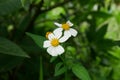 Art spring or summer nature background with blooming white flowers and fly butterfly against sunrise sunlight Royalty Free Stock Photo