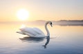 Art Swan Floating on Water at Sunrise of the Day.