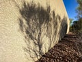 The art of shadows of trees throwing on the wall.