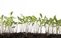 Art tomato seedlings in the spring glasshouse Royalty Free Stock Photo