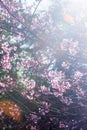 Art transparent, blooming sakura cherry in the branches of trees, pink flowers in full bloom. Spring blossom. Bright sunbeam with Royalty Free Stock Photo