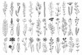 Vector plant set of botanical flowers and herbs. Ink drawings of plants for diy projects, greeting cards, wedding invitations