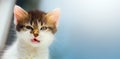 Art vexed Cat; mad kitten face Royalty Free Stock Photo