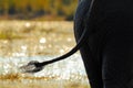 Art view of elephant. Big African Elephant, in water with beautiful backlight, Chobe National Park, Botswana. Tail of elephant wit