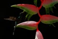 Art view of hummingbird with flower. Back light with bird in fly. Hummingbird Green Hermit flying next to beautiful red flower wit