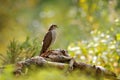 Art view of nature. Beautiful forest with bird. Birds of prey Eurasian Sparrowhawk, Accipiter nisus, sitting on tree stump. Hawk i