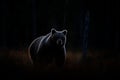 Art view on nature. Dark forest, brown bear hidden in habitat. Autumn trees with bear. Beautiful brown bear walking around lake,