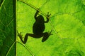 European green tree frog Hyla arborea on leaf in silhouette light