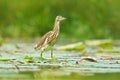 Art view of nature. Heron from march. Heron from Asia. Indian Pond Heron, Ardeola grayii grayii, in the nature swamp habitat, Sri