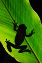 Art view of nature. Morelet`s Tree Frog, Agalychnis moreletii, in the nature habitat, night image. Frog with big green leave, back