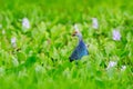 Art view of nature. Purple Swamphen, Porphyrio porphyrio, in the nature green march habitat in Sri Lanka. Rare blue bird with red Royalty Free Stock Photo